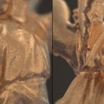 VRayでリアルなゴールドのマテリアルを作る!!他のマテリアル紹介もあるよ!